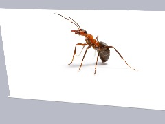 View Ants by Sweetjump Ants by Sweetjump