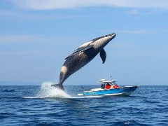View A whale jumping on a boat by Charlie83 A whale jumping on a boat by Charlie83